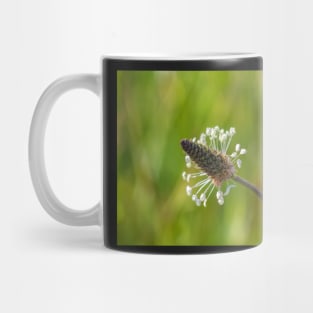 Plantago Mug